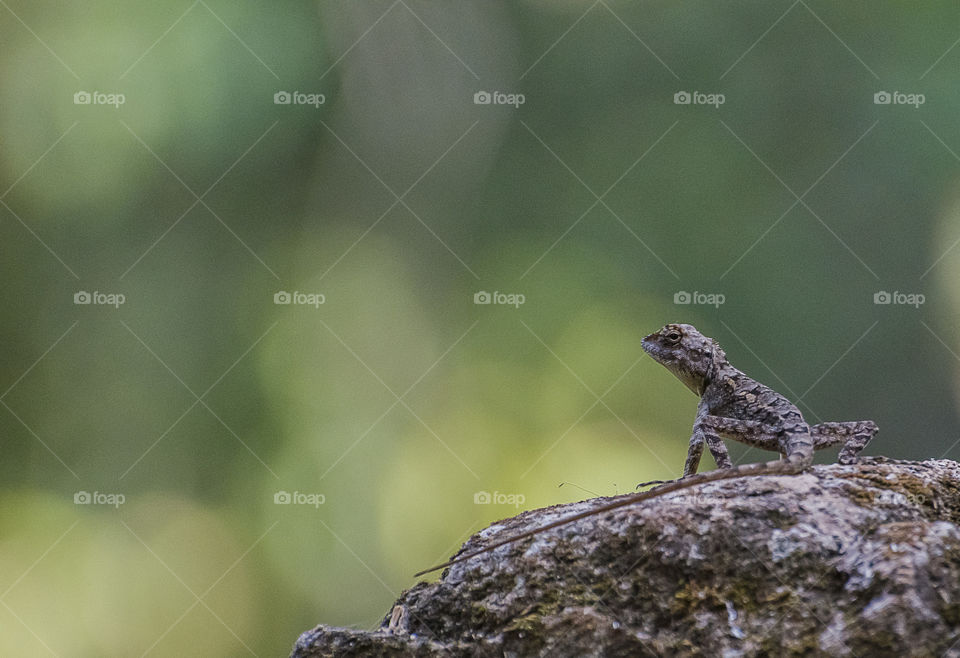 garden lizard