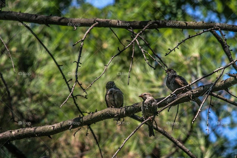 birds on branch