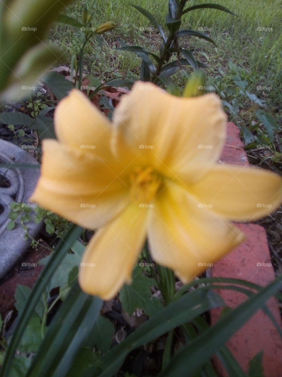 may this flower make your day sunny and bright as this flower is to the garden. joy.