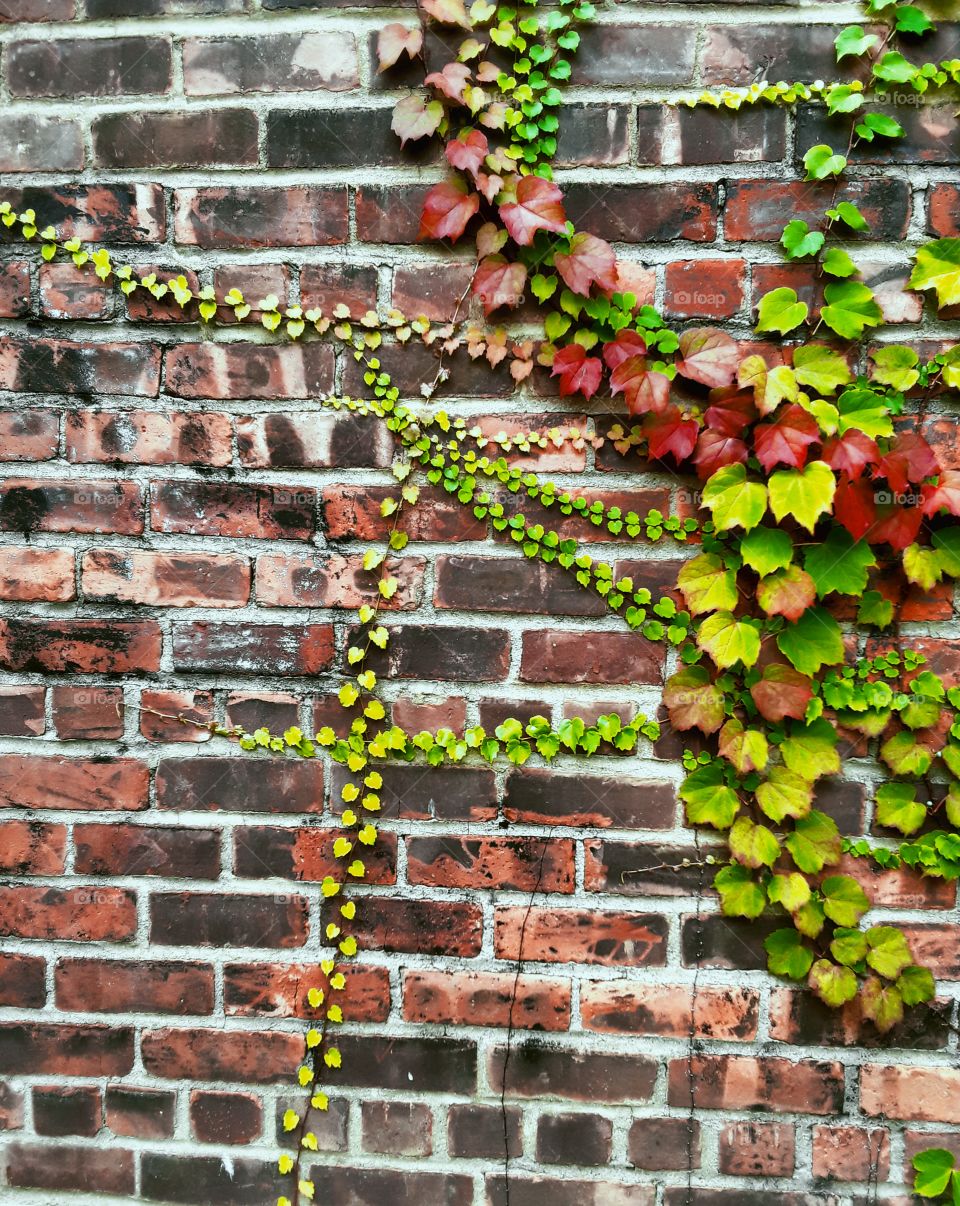 Climbing vines on brick wall