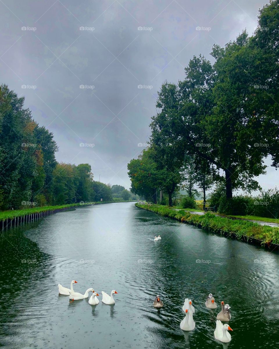 Gees on a river under a grey Cloudy sky