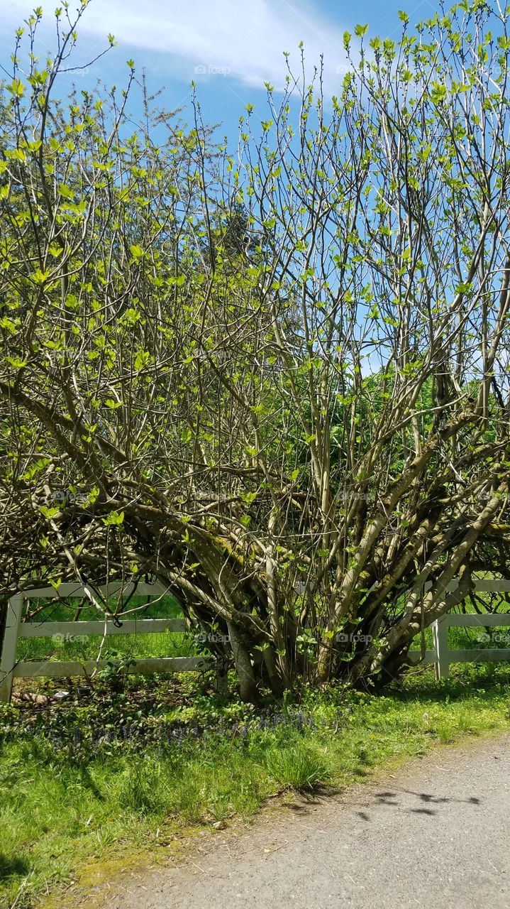 Spring fig