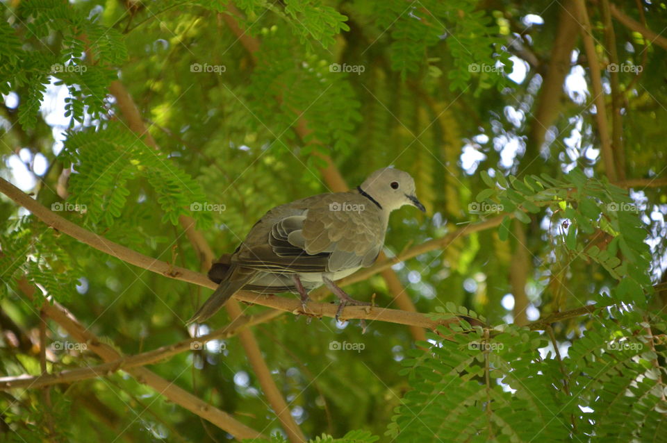 escaping from hot weather