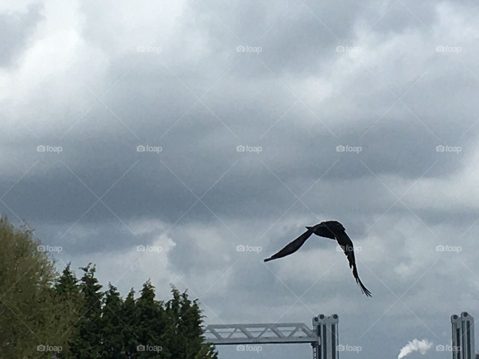 Birds flys in to the sky 