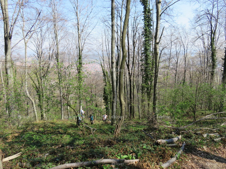 Hiking through beech forest