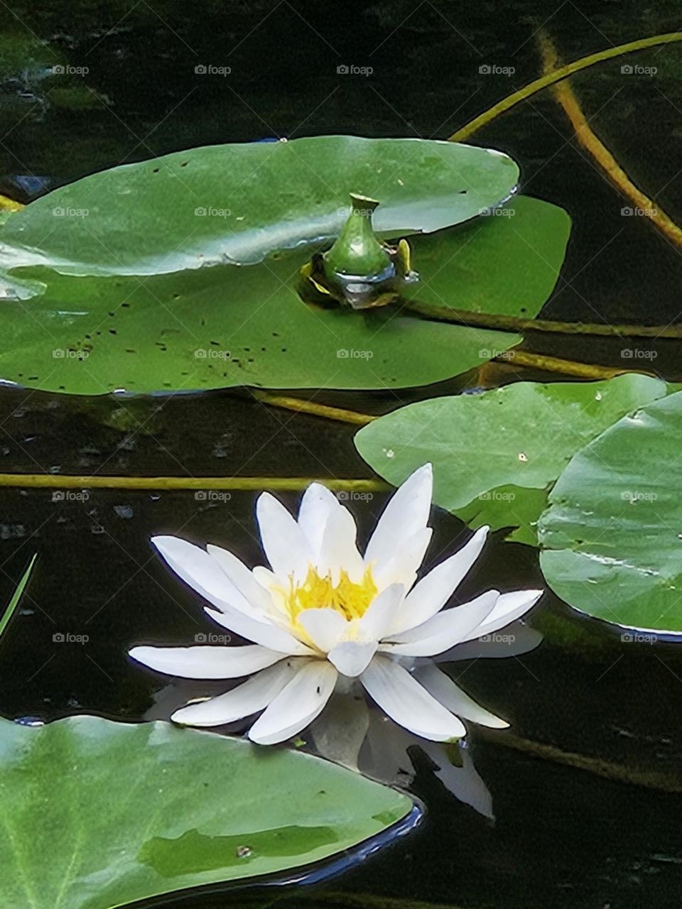 water lilly and bulb in the river of Ronneby Å