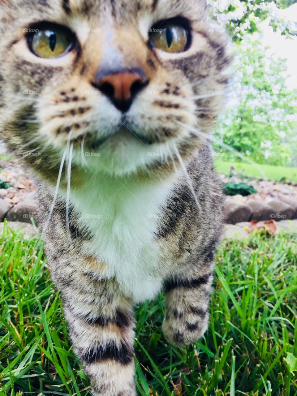 Extreme closeup of a curious grey tabby in the grass