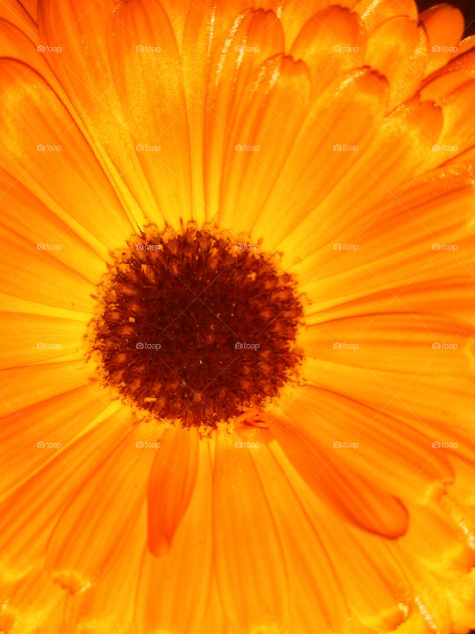 flor naranja intenso