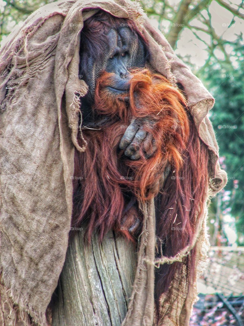 Old Man Orangutan. A widened, old, male Orangutan sitting on a pole it's a blanket draped over his head to keep himself warm.