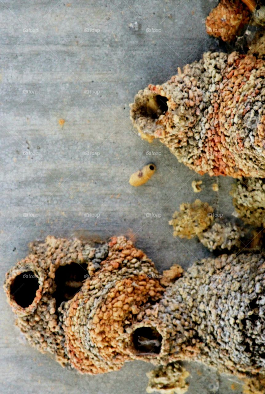 bird nests under a bridge accompanied by wasp nests.