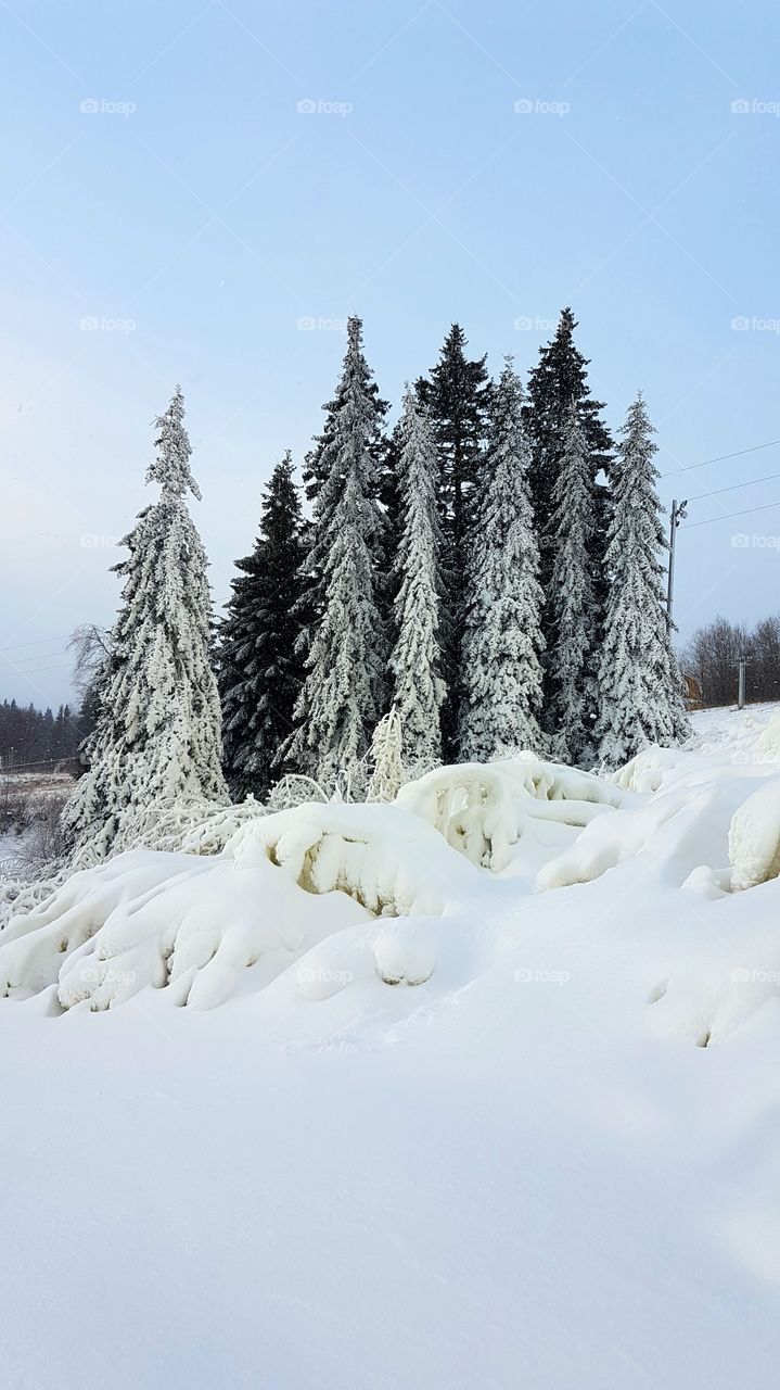 Trees covered with snow