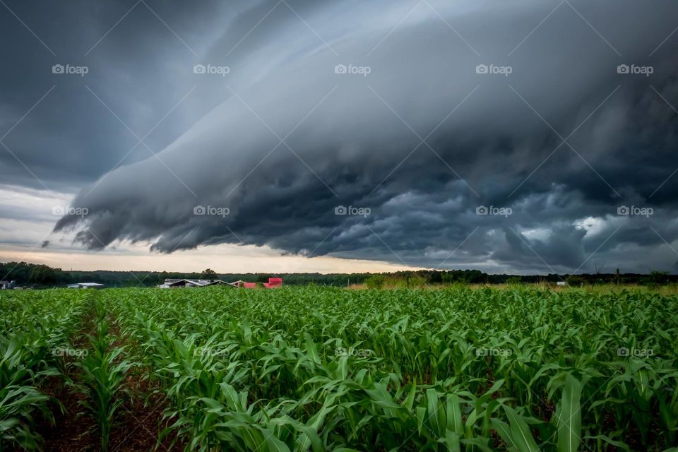 A shelf cloud or arcus cloud introduces a strong thunderstorm to the farm. Raleigh, North Carolina. 