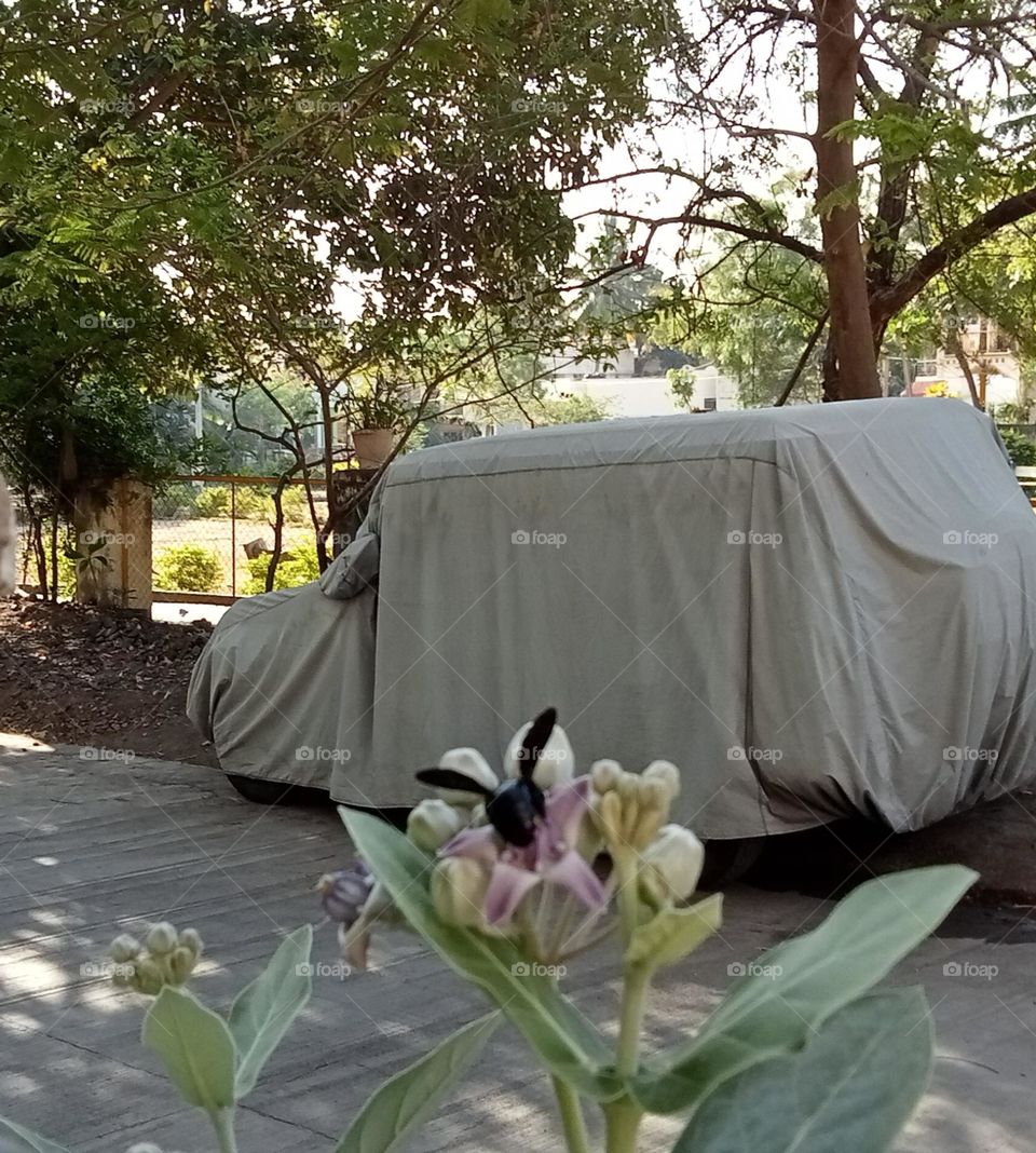 Calotropis gigantea and bumble bee 🐝 front of my home.