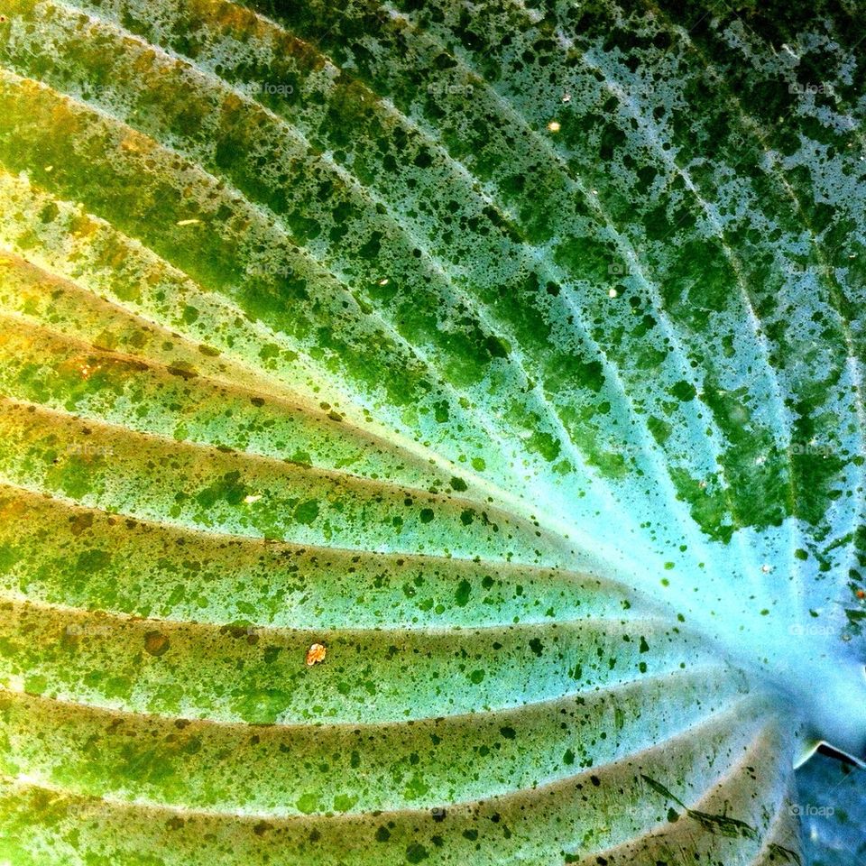 Striped green leaf of funkia plant.