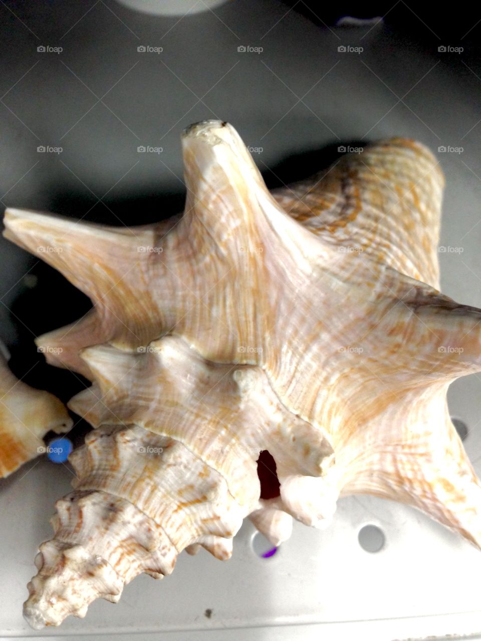 Beautiful Sea Shells 

Published by:
HappyBrownMonkey 
