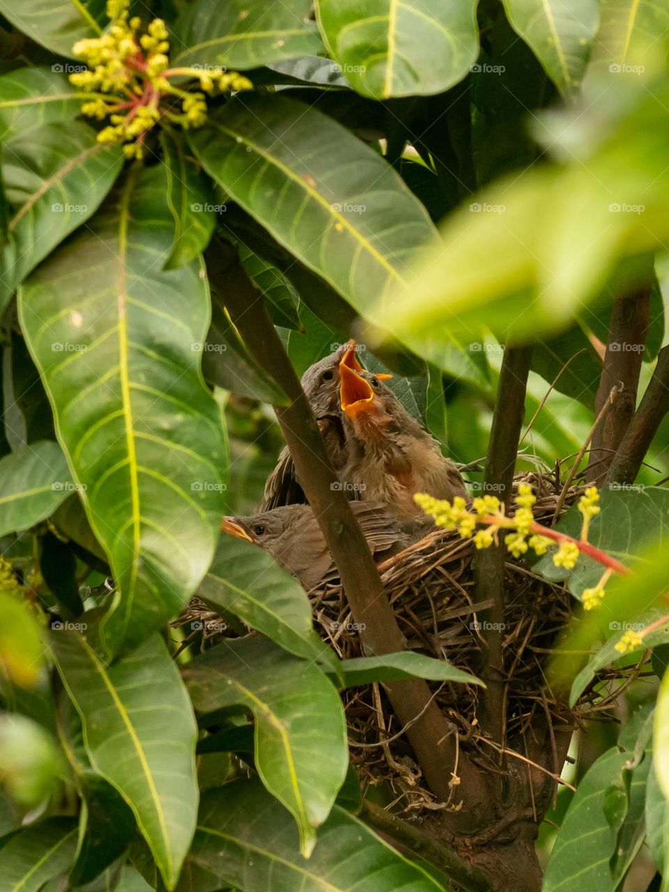 Perching