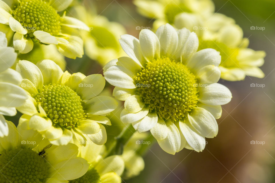 Bright yellow flowers in the sun