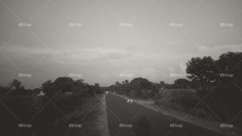 the monochrome image like that dog at walk in road