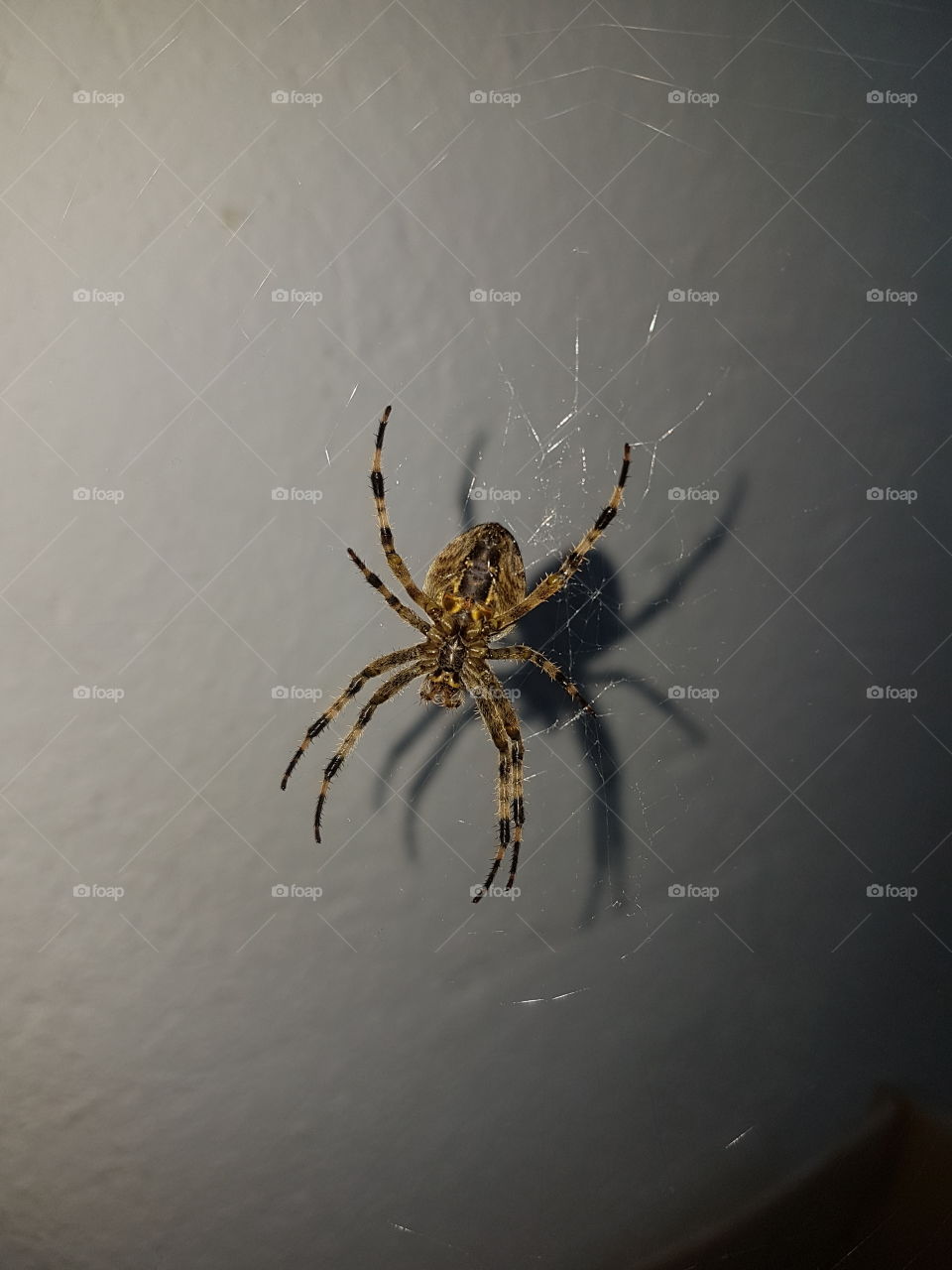 spider