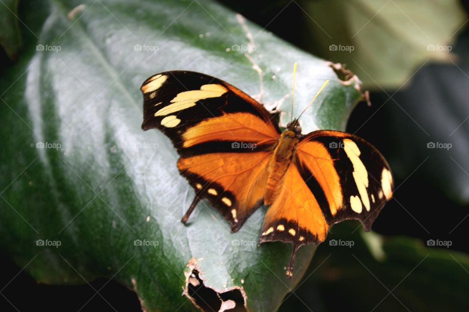 beautiful butterfly