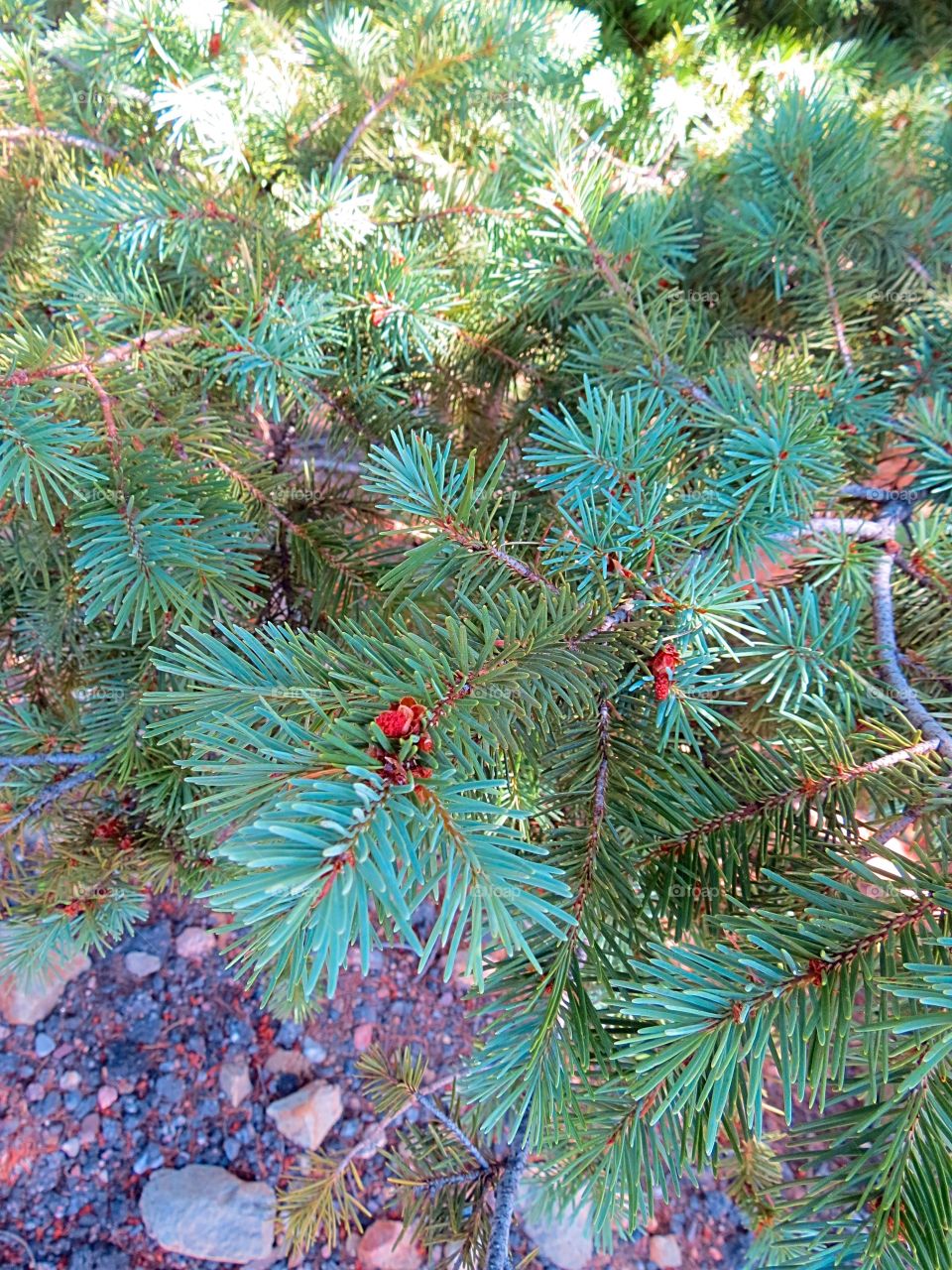 Pine branches.