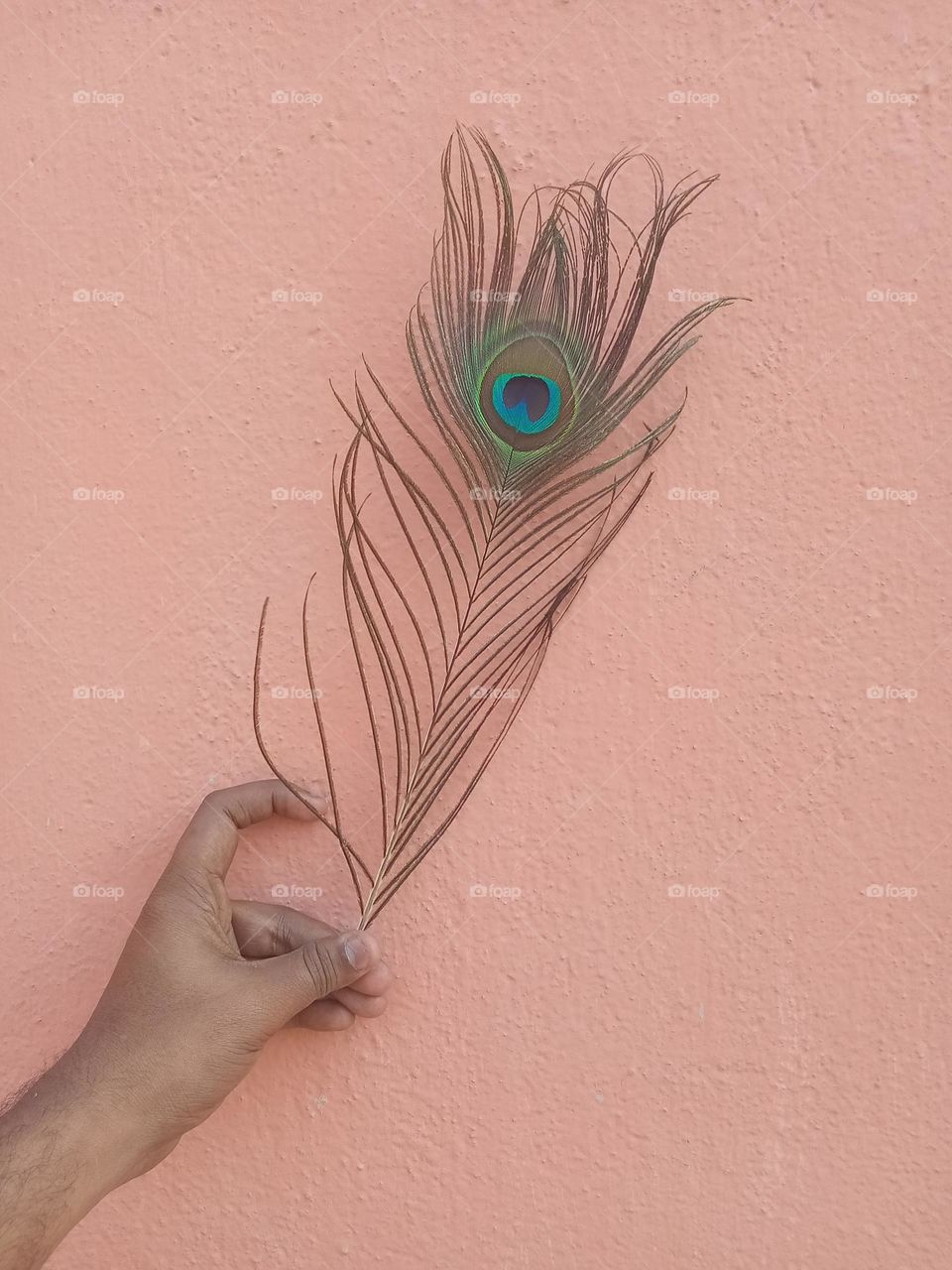 PEACOCK'S FEATHER