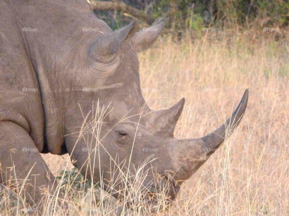 nature animals africa rhino by jamescook922