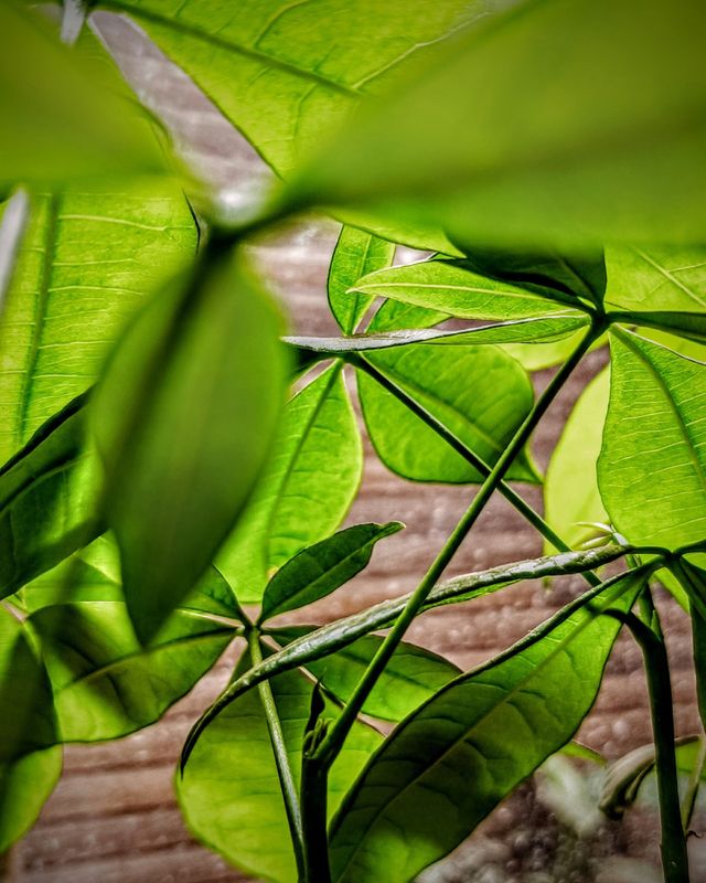 green leaves