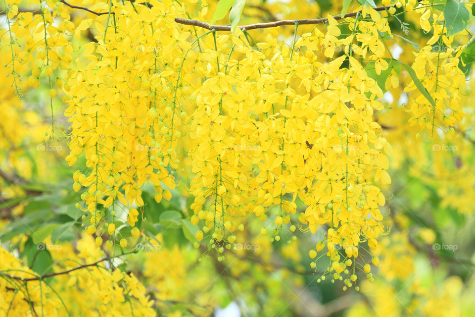 Golden shower tree