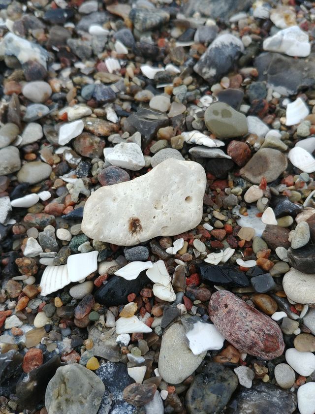 stone Steine strand bunt farben color colour Muscheln