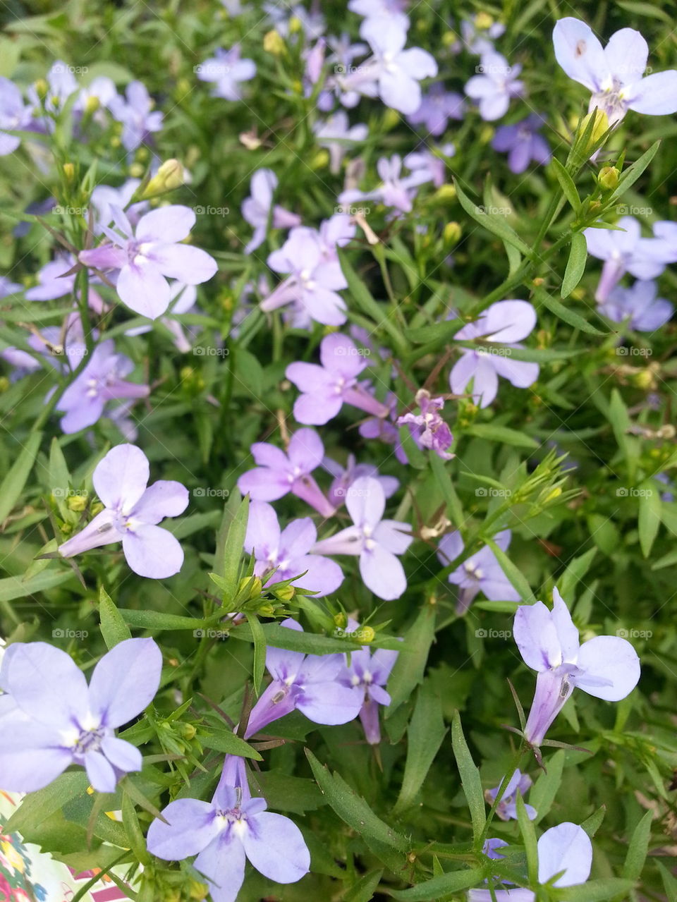 Blue Flowers :)