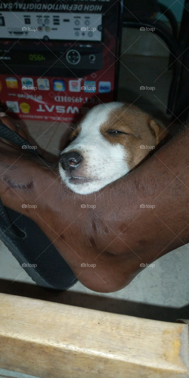 Dog sleeping