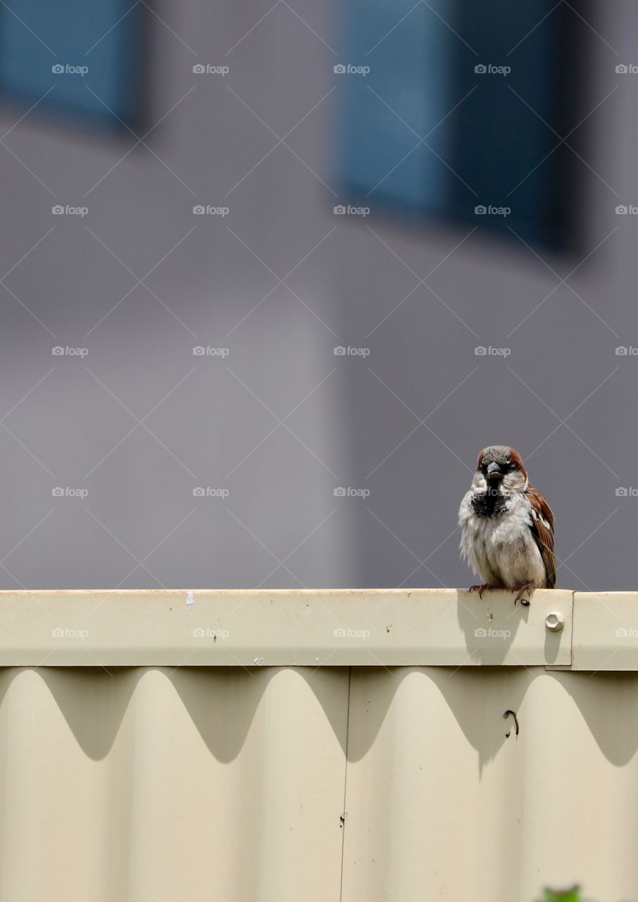 Lone sparrow on urban backyard fence 