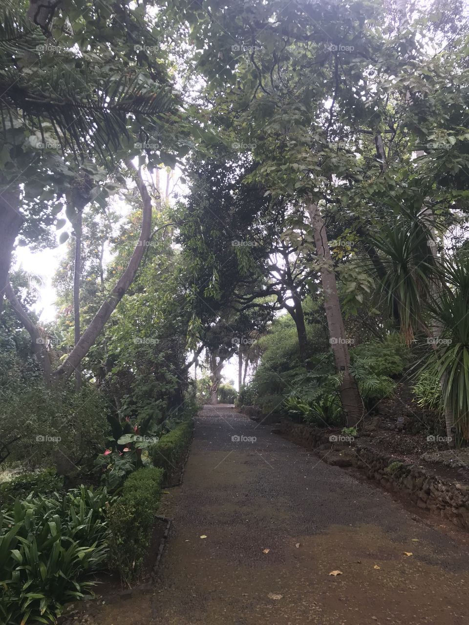 Jardim botânico Funchal 