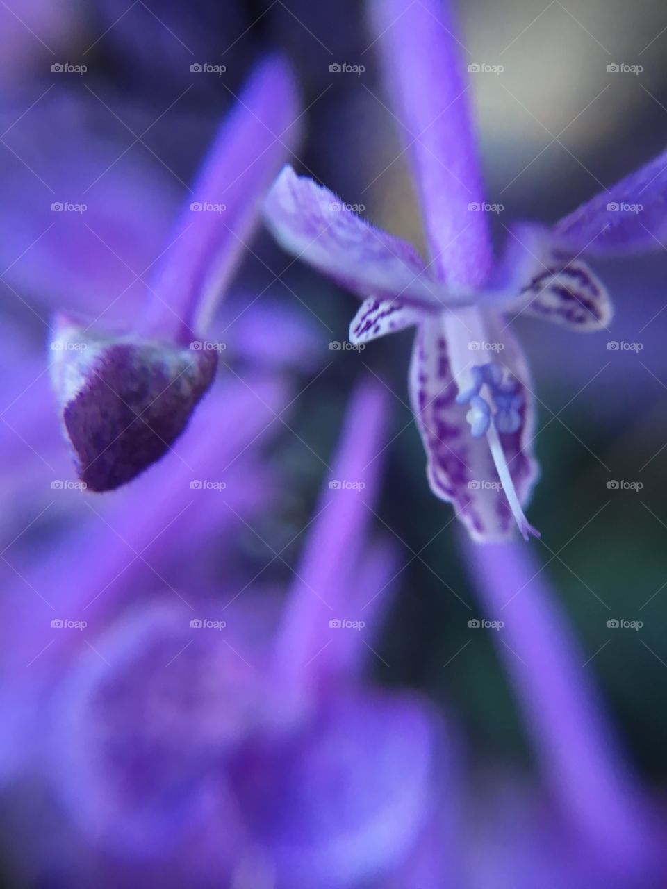 Purple flower closeup