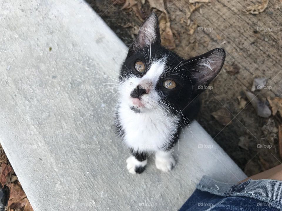 Little lost kitten rescued from nature preserve