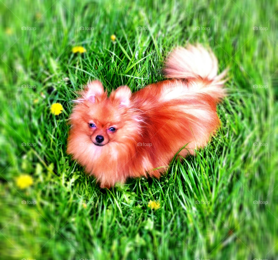 grass dog sweet animal by binkyboo