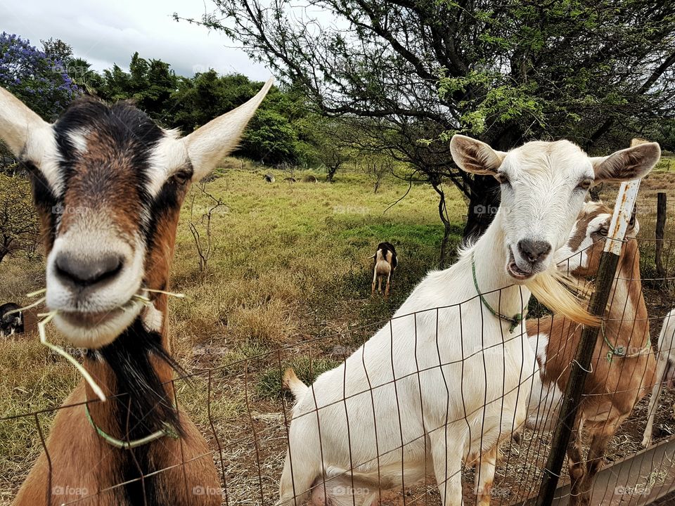 two goats on farm