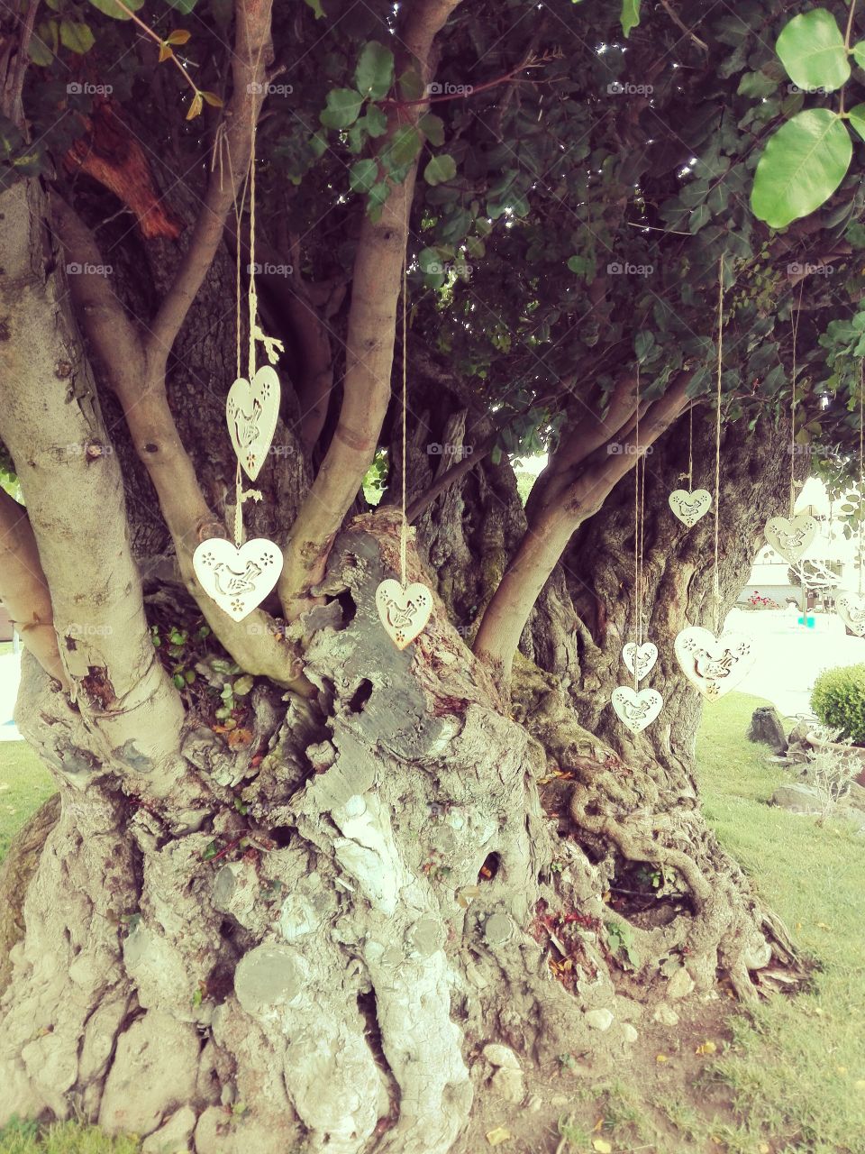 love tree