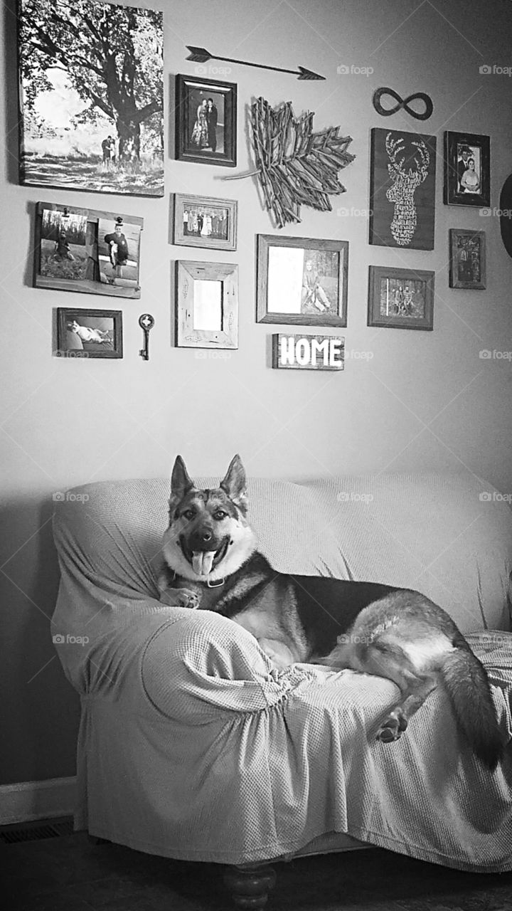German shepherd posing on the couch