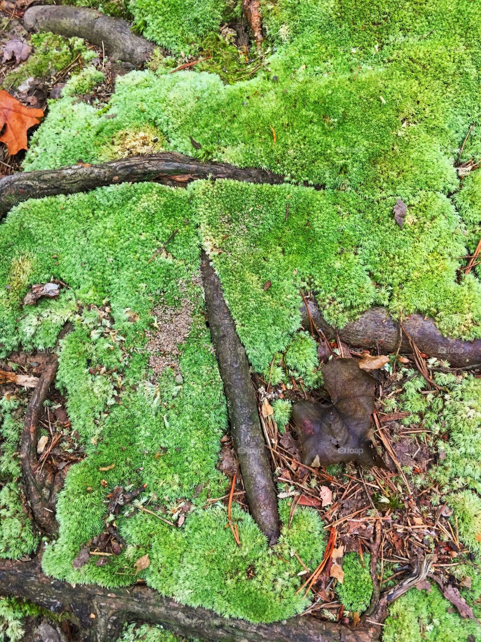 Moss in the woods