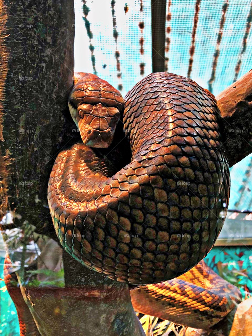 This fierce snake relaxes on a tree branch after a long day of slithering around the forest floor. 