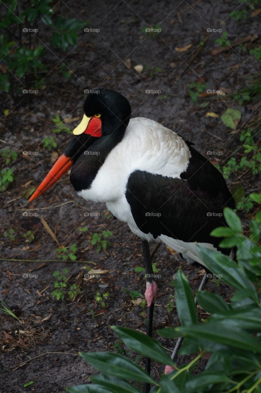 Saddle billed stork