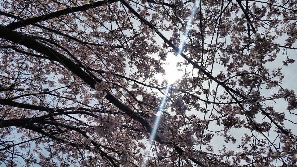 Cherry blossome