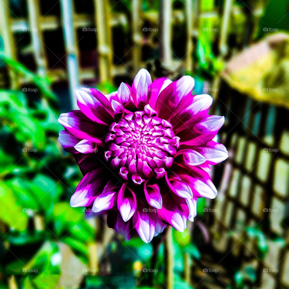 This dahlia flower looks very beautiful. The petals of the flower are purple in color and bigger. I have photographed this flower in our house.