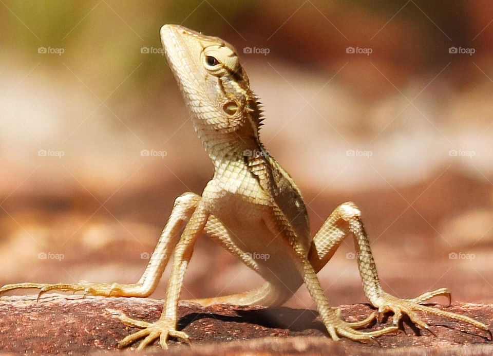 Oriental lizard garden