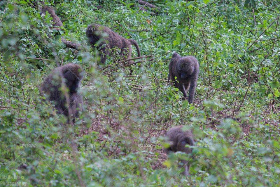 Baboons 