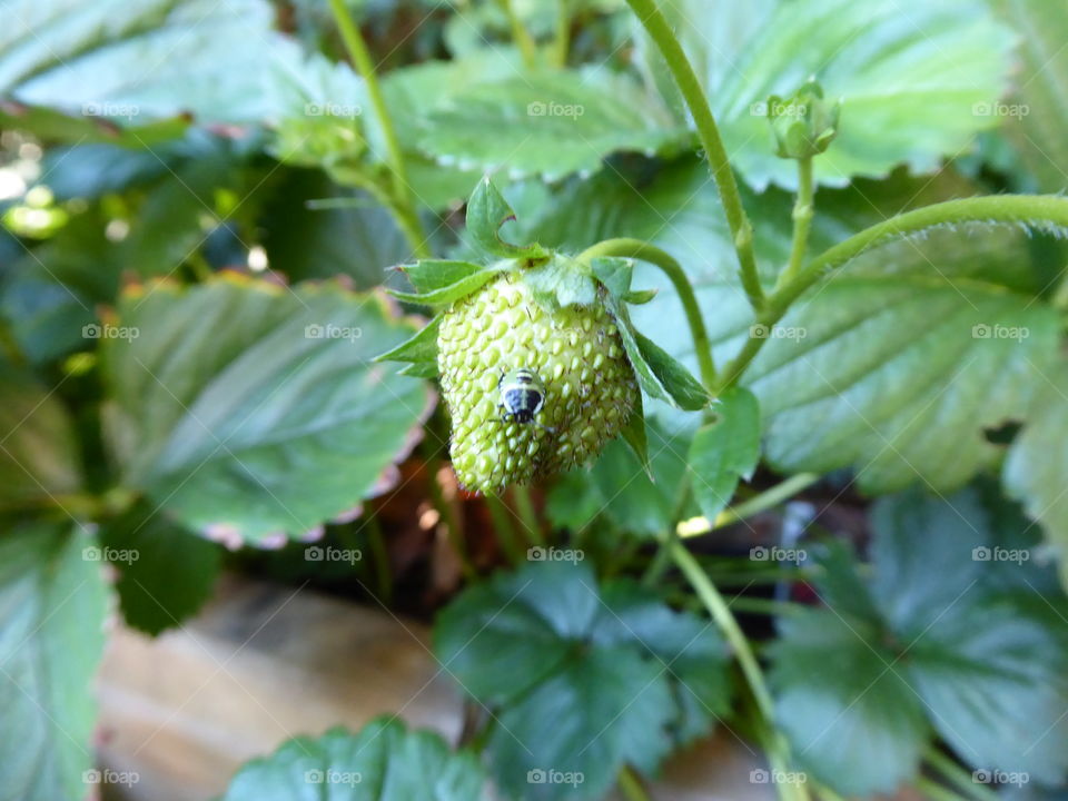 Green strawberry