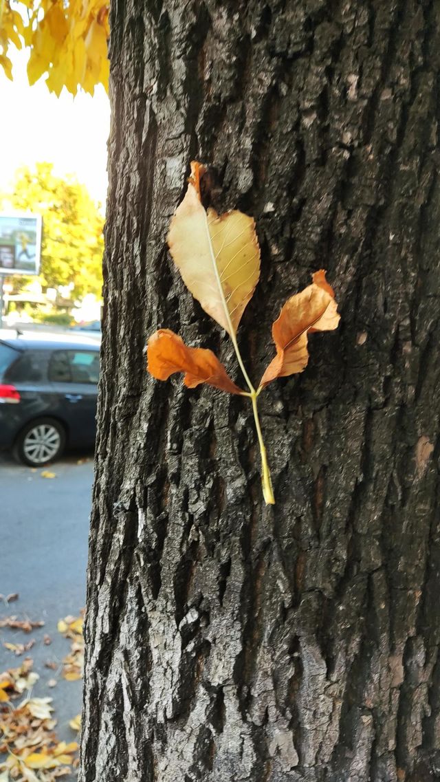 the autumn