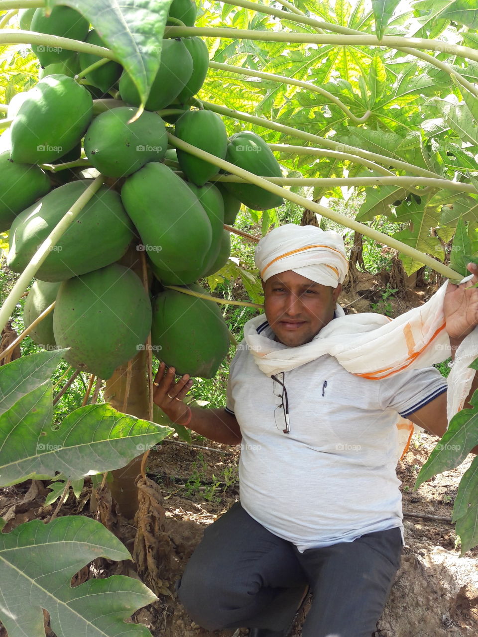 papaya Farming